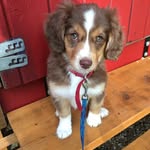 Hazel - @hazel_peak_coles_lyster - Instagram