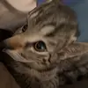 Hazel Conklin - @hazel.conklin5 - TikTok