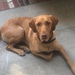 Hazel Margaret O’Connell - @hazel_the_dawg_oconnell - Instagram