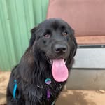 Hazel Coombs - @hazythebeerdog - Instagram
