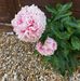 Hazel Corbett - Facebook