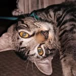 Little Bibo - @hazelcornelius04 - Instagram