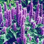 Hazel Correll - @naturalhealingroom - Instagram
