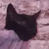 user561827227831 - @hazel.cotrell - TikTok