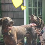 Gunnar and Hazel Cotton - @gunnybabyandhazelnutgsps - Instagram