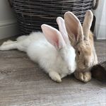 @hazel_and_cotton_giant_buns - Instagram