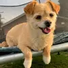 Hazel Fp 🐶👑❤️ - @hazelcouchdigger - TikTok
