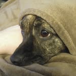 Hazel - @hazelthecouchpotato - Instagram