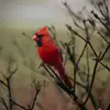 coylehazel - @coylehazel - TikTok