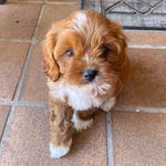 Hazel Crane - @little_hazel_cavoodle - Instagram
