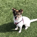 Hazel Wallach-Crouch - @hazel_thechinesevillagedog - Instagram