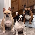 Hazel Grace, Darby Lou & Kash McCoy (Winston in heaven 🐾🌈) - @morefrenchiesplease - Instagram