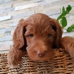 Hazel Jean Darling - @hazeljeandoodle - Instagram