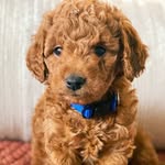 Hazel’s Darling Doodles - @hazelsdarlingdoodles - Instagram