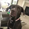 Hazel - @hazeldazel4 - TikTok