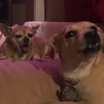 Daisy And Hazel Dizon - @doggydizons - Instagram