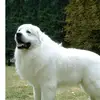dobsonhazel - @dobsonhazel - TikTok