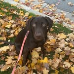 Hazel Dodge - @hazelmutt.latte - Instagram
