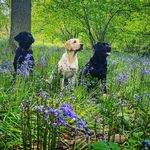 @hazeldown_gundogs_ - Instagram