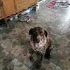 Hazel doyle - @hazelandshane577 - TikTok