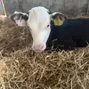 Hazel Doyle - @hazel.doyle3 - TikTok