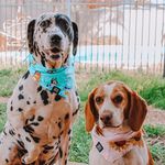 @dudley_and_hazel - Instagram