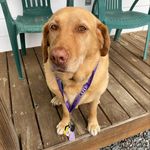 Hazel - @hazelthedudleylab - Instagram