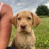hazel_thedudleylabrador - @hazel_thedudleylabrador - TikTok