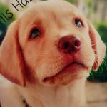 om - @hazel_dudley_lab - Instagram