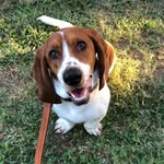 Georgina Hazel Duffy - @georginathehound - Instagram