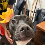 Hazel Nut Duffy - @hazelbobazelthepibble - Instagram