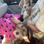 Hazel Bug & Harper Daisy 🌼 - @hazelharperduttonlunadoodles - Instagram