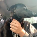 Hazel Elliott - @thefairgroundsdog - Instagram