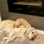 Hazel and Finley - @hazel_and_finley - Instagram