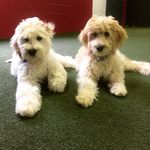 Hazel And Finley - @hazel_and_finley_take_cle - Instagram