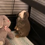 Hazel and Finley - @hazel_and_finley_thefluffs - Instagram