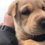 Hazel💚Evee💛Finley💜Gus💙 - @blanchard.doggos - Instagram