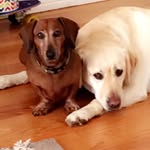 hermy,hazel,peach,sammy,finley - @da_pet_squad - Instagram