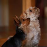 Jana - @finley_und_hazel - Instagram