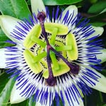 Hazel Flowers & Gardens - @hazelflowersandgardens - Instagram