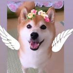 幸花あきこ　スピリットになった愛犬と共に - @hazelflowers2023 - Instagram
