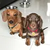 Forrest & Hazel - @forrest.hazel - TikTok