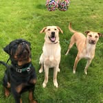 Hazel & Forrest&Tanner - @hazel_forrest_tanner - Instagram
