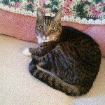 hazel gardner - @tiggercat380 - Instagram