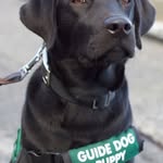Hazel Gates 🐕‍🦺 - @hazeltheguidedog - Instagram