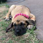 Hazel Gilbert - @hazel_the_dane - Instagram