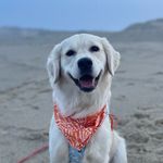Golden Retriever Hazel - @thegoldenhazel_ - Instagram