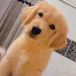 @hazel.goldenretriever - Instagram