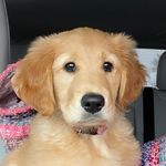 @hazel.our.golden - Instagram
