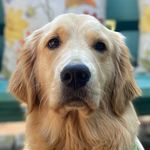 Hazel | Golden Retriever - @goldenhazelbear - Instagram